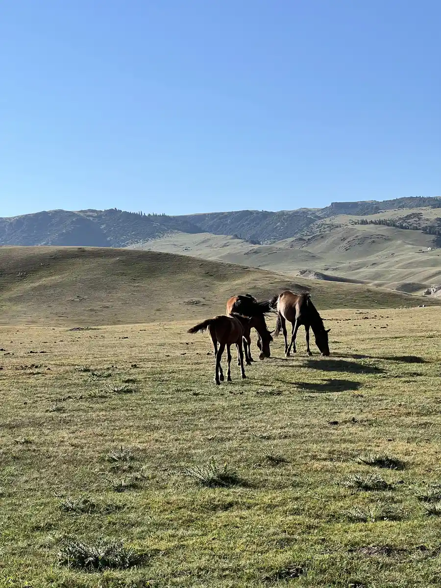 Small group of horses grazing on the open steppe of the Assy Plateau